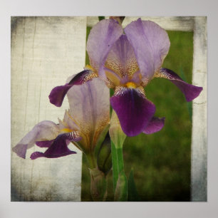 Purple Iris Poster
