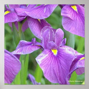 "PURPLE IRIS" POSTER