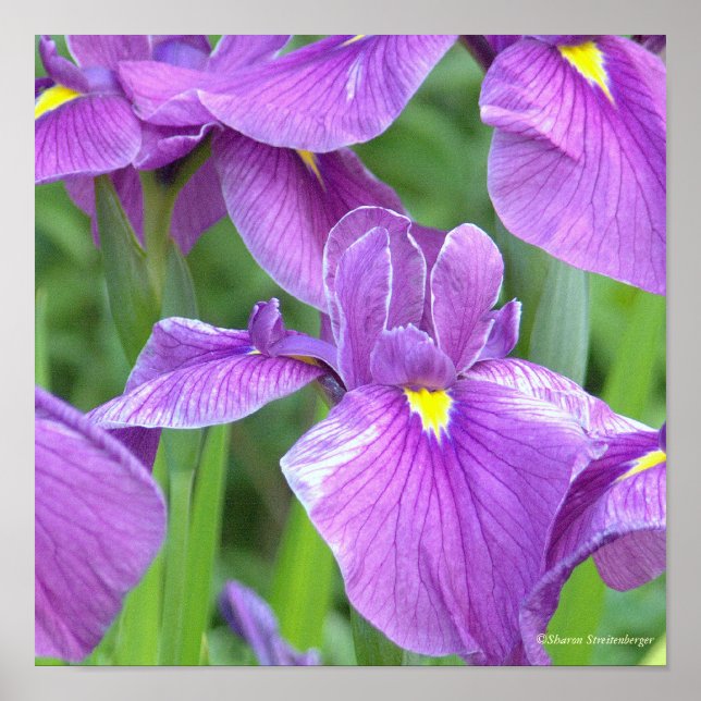 "PURPLE IRIS" POSTER (Front)