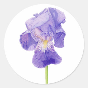 Purple Iris Sticker