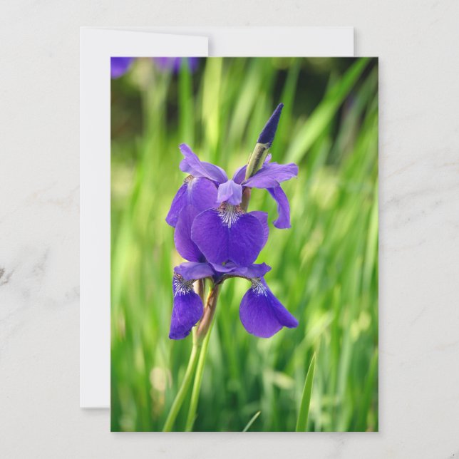 Purple Iris Thank You Card (Front)