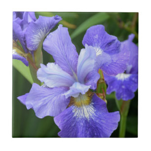 Purple iris tile