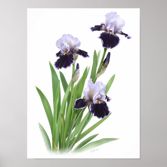 Purple Iris Trio Original Art Print (Front)