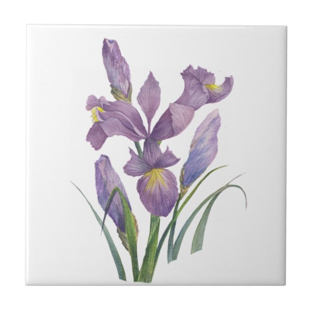 Purple Iris Watercolor Botanical Floral Art Tile (Front)