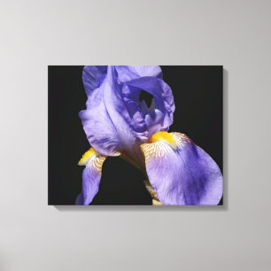 Purple Iris Wrapped Canvas