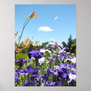 Purple Irises and Blue Sky Poster