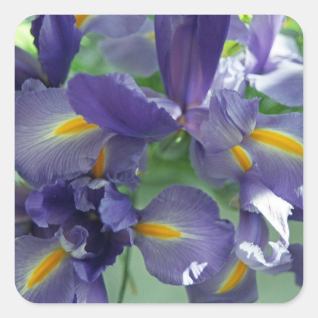 Purple Irises Flower Art Decal Stickers (Front)
