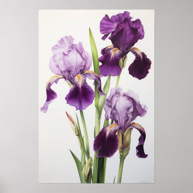 Purple Irises Flower Art Print Poster (Front)