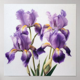 Purple Irises Flower Art Print Poster