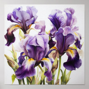 Purple Irises Flower Art Print Poster