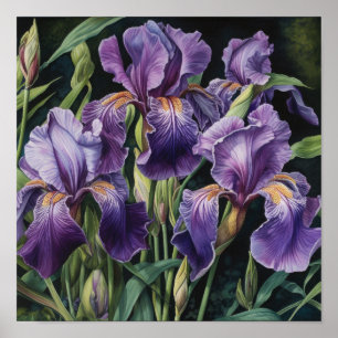 Purple Irises Flower Art Print Poster
