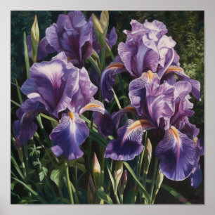 Purple Irises Flower Art Print Poster