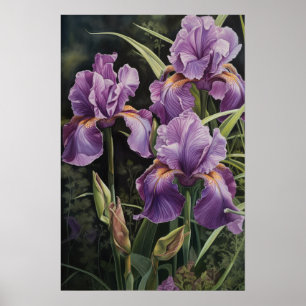 Purple Irises Flower Art Print Poster