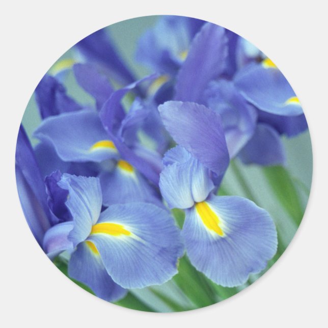 Purple Irises Flower Art Sticker Decals (Front)
