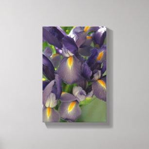 Purple Irises Flower Photo Canvas Art Print