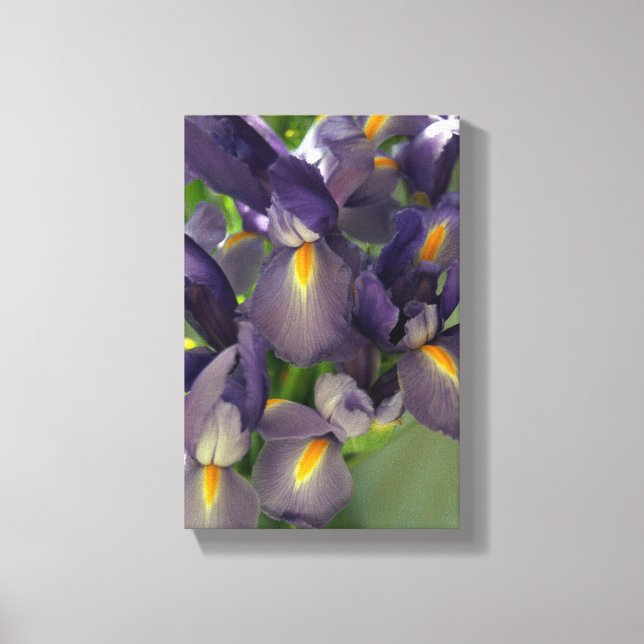 Purple Irises Flower Photo Canvas Art Print (Front)