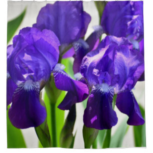 Purple Irises Iris Flower
