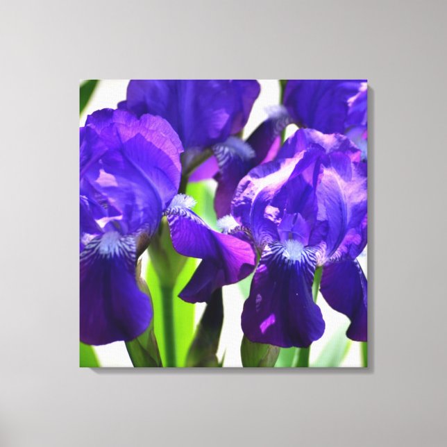 Purple Irises Iris Flower Canvas Print (Front)