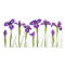 Purple Irises - Iris Flower Customized Template
