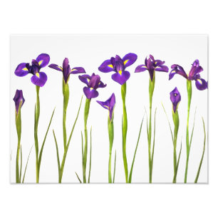 Purple Irises - Iris Flower Customized Template Photo Print