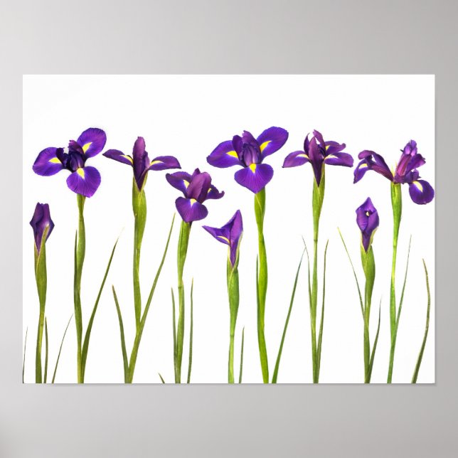 Purple Irises - Iris Flower Customized Template Poster (Front)