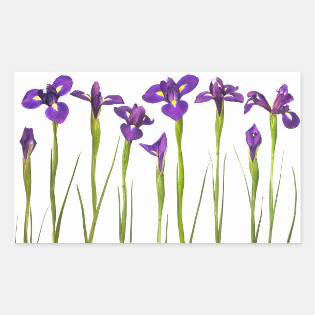 Purple Irises - Iris Flower Customized Template Sticker (Front)