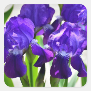 Purple Irises Iris Flower Square Sticker