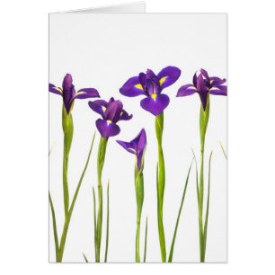 Purple irises isolated on a white background