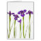 Purple irises isolated on a white background