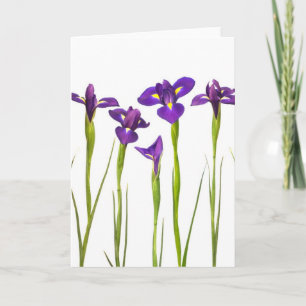 Purple irises isolated on a white background card