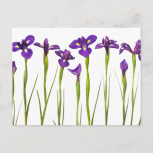 Purple irises isolated on a white background postcard