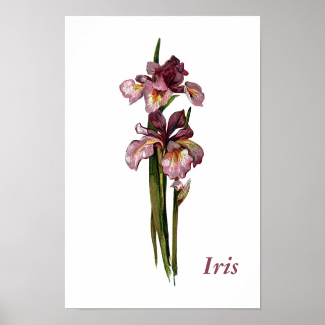 Purple Irises Personalized Poster (Front)