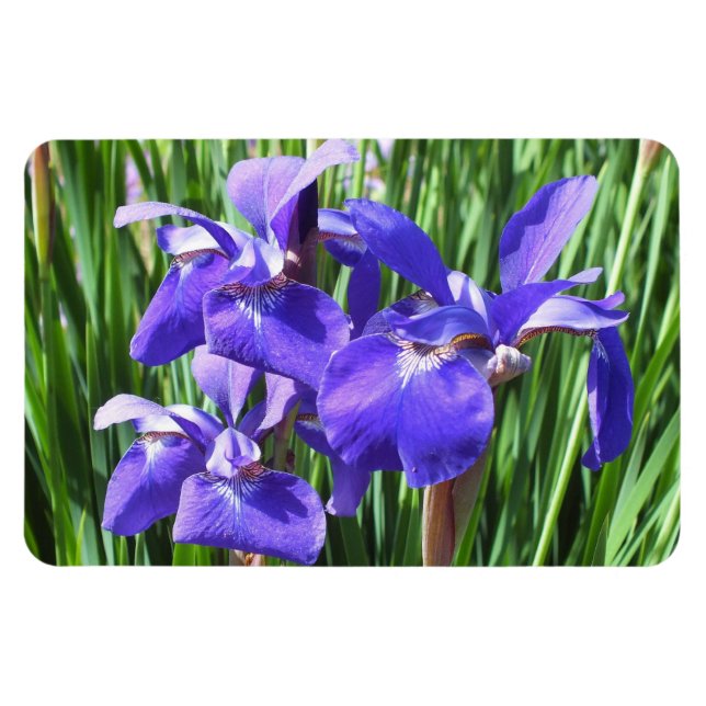 Purple Irises Photo Magnet (Horizontal)
