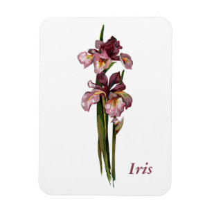 Purple Irises Photo Magnet