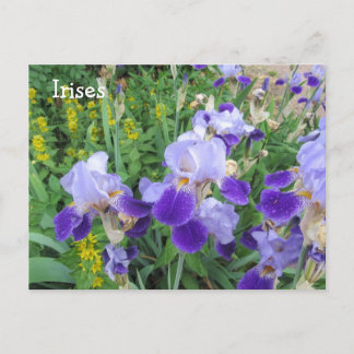 Purple Irises Postcard
