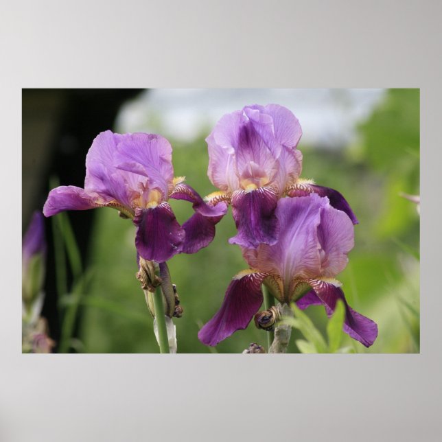 Purple Irises! Poster (Front)