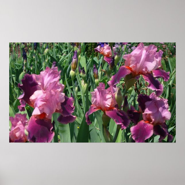 Purple Irises Spring Floral Poster (Front)