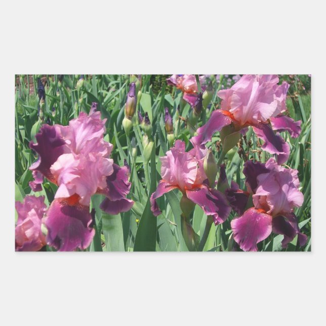 Purple Irises Spring Floral Sticker (Front)