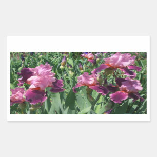 Purple Irises Spring Floral Sticker