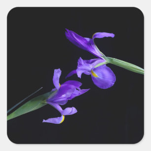 Purple Irises Sticker