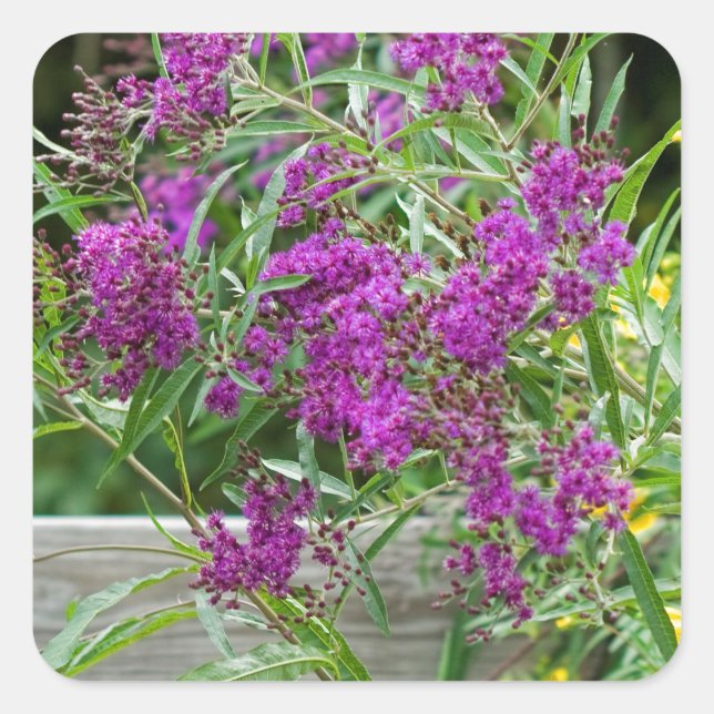 Purple Ironweed Wildflowers - Vernonia gigantea Square Sticker (Front)