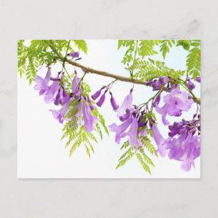 Purple Jacaranda Flowers Postcard