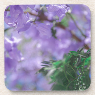 Purple Jacaranda Tree Flowers Coaster