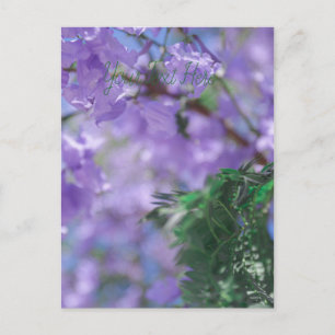 Purple Jacaranda Tree Flowers Postcard