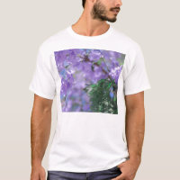 Purple Jacaranda Tree Flowers