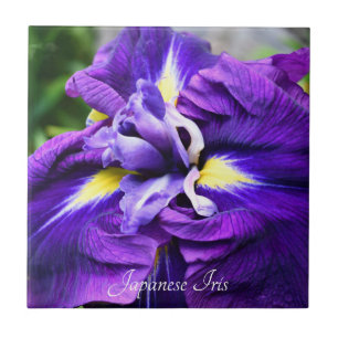 Purple Japanese Iris Bloom Floral Tile