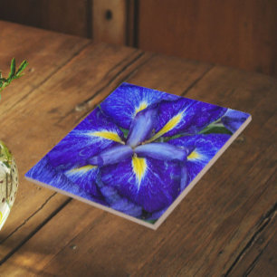 Purple Japanese Iris Floral Tile