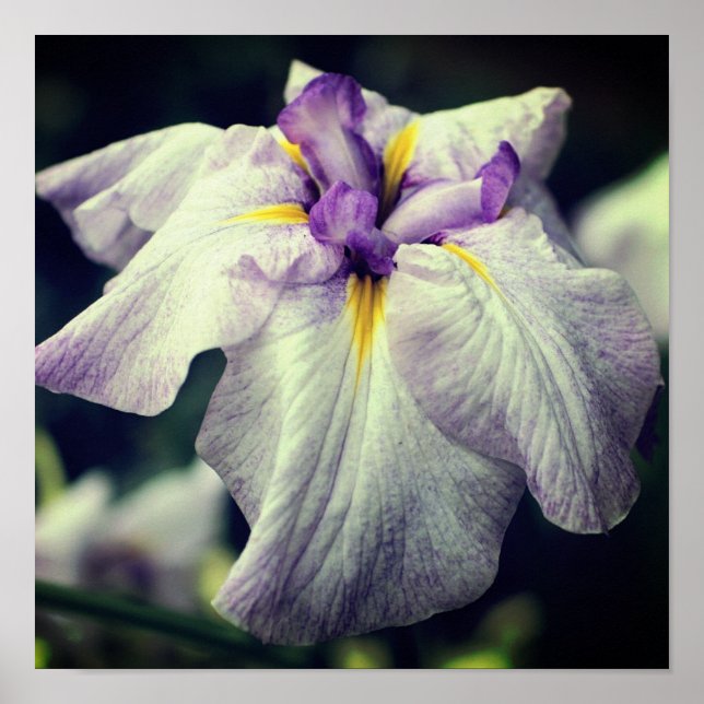 Purple Japanese Iris Flower Close Up Poster (Front)