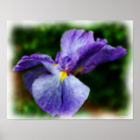 Purple Japanese Iris Flower Photo Painting