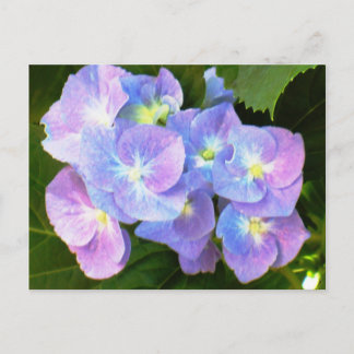 Purple lace cap hydrangeas postcard